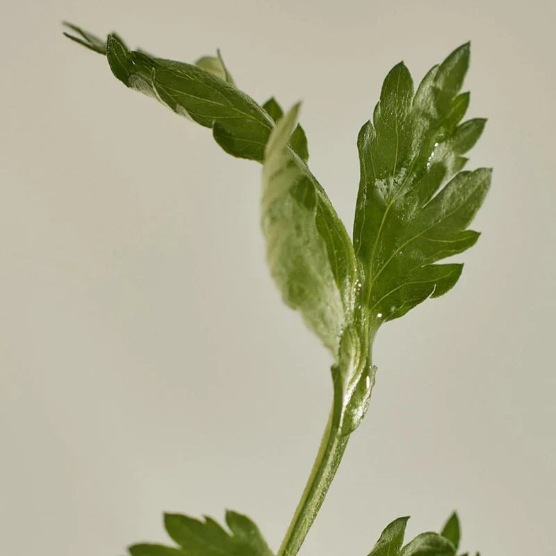 Beauty Of Joseon Matte Sun Stick Mugwort + Camelia SPF 50+ PA++++